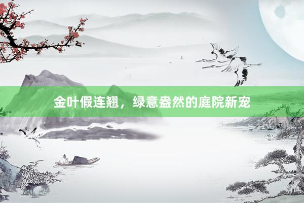 金叶假连翘，绿意盎然的庭院新宠